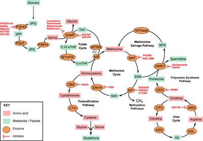 Targeting Amino Acid Metabolic Vulnerabilities in Myeloid Malignancies